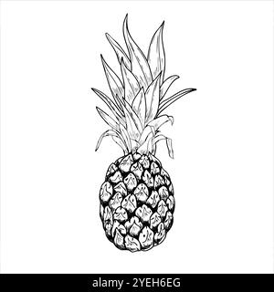 Vektor ganze Ananas mit Blättern isolierte Illustration gemalt mit schwarzen Tinten. Aromatisch reife tropische Ananas-Frucht-stilisierte monochrome grafische Skizze Stock Vektor