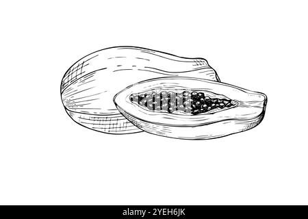 Zwei Vektor tropische Papaya Früchte Hand gezeichnet isolierte Illustration gemalt von schwarzen Tinten. Ganz und halb süße Pfoten-grafische Skizze. Stock Vektor