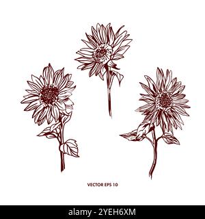 Sonnenblumengrafiken isoliert. Hand gezeichnete Vektor-Illustration von Blumen. Für Geburtstagskarten, Einladungen, Banner, Poster, Etiketten. Stock Vektor