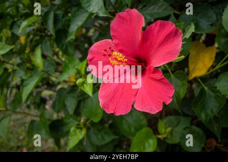 Rote Hibiskus rosa sinensis Blume, bekannt als chinesischer Hibiskus, Chinesische Rose, hawaiianischer Hibiskus, Rosenmalve und Schuhlackpflanze. Stockfoto