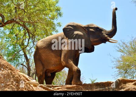 Beeindruckender Elefant mit Rumpf in der Luft Stockfoto