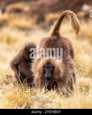 Weiblich von Gelada (Theropithecus gelada), manchmal auch als Affe mit blutenden Herzen oder als Gelada-Pavian bezeichnet. Simien-Berge, afrikanische Tierwelt in Äthiopien Stockfoto