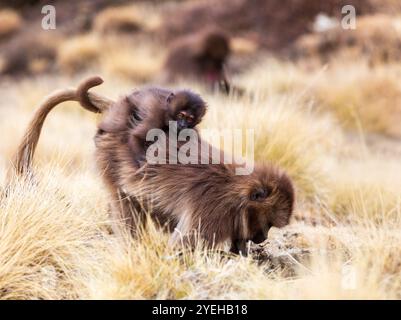 Weiblich mit Baby von Gelada (Theropithecus gelada), manchmal auch als Affe mit blutenden Herzen oder als Gelada-Pavian bezeichnet. Simien-Gebirge, Afrika, Äthiopien Stockfoto