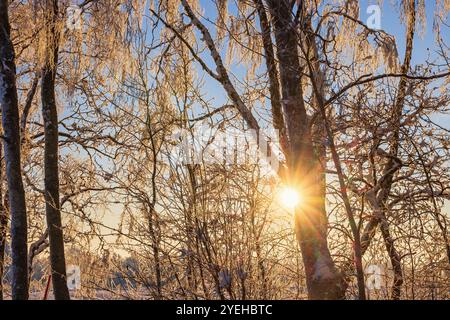 Sonnenschein durch die Zweige mit Raureif an einem kalten Wintertag Stockfoto