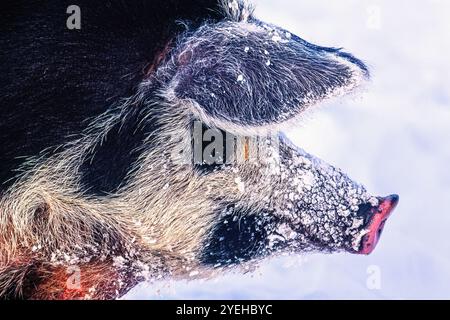 Schwein mit Fell im Winter draußen mit Frost an der Nase Stockfoto