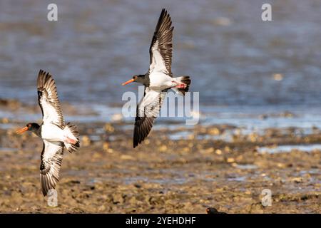 Ein Paar Rattenschnäpper, der über einen felsigen Strand fliegt Stockfoto