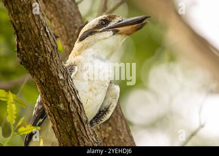Ein lachender Kookaburra auf einem Baum Stockfoto