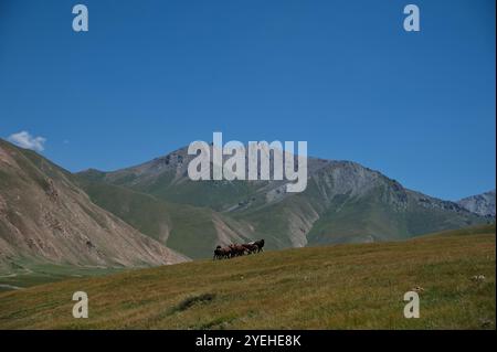 Rinderherde in der Nähe von Tash Rabat in Kirgisistan Stockfoto