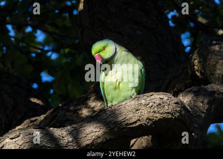 Ringhals-Sittich, Psittacula krameri. London, Großbritannien Stockfoto
