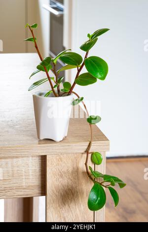 Junger Schnitt von Peperomia rotundifolia, auch bekannt als nachlaufende Jade oder hängende Jade in einem Topf a Tisch Stockfoto