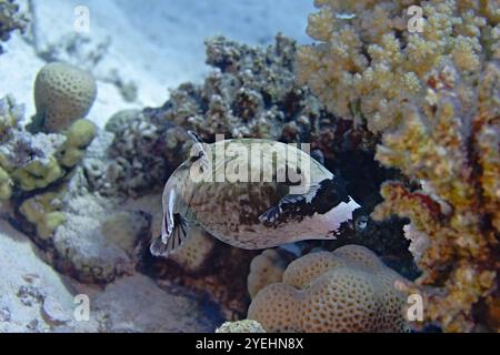 Arothron diadematus - Maskenpufferfisch Stockfoto