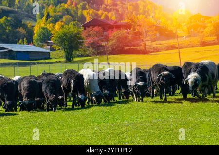 Schafherde, die bei Sonnenuntergang und Herbst auf einem Hügel weiden. Tierlandschaften von Savsat, Artvin. Stockfoto