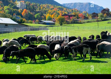 Schafherde, die bei Sonnenuntergang und Herbst auf einem Hügel weiden. Tierlandschaften von Savsat, Artvin. Stockfoto