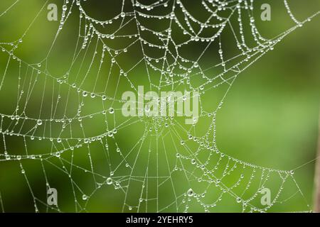 Im Herbst taubedeckte Spinnennetze in einem Wald. Nahaufnahme Makroaufnahme, glänzende Wassertröpfchen, keine Leute. Stockfoto