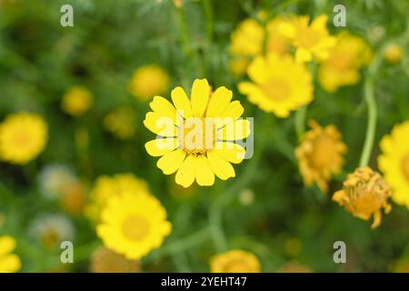 Gelbe Maisblüten (Glebionis segetum) blühen in der Natur. Nahaufnahme. Stockfoto