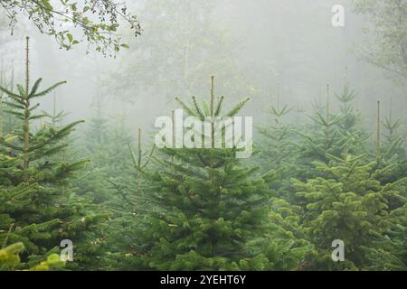 Weihnachten oder immergrüne Kiefern, die im Spätherbst in einer Baumschule in einer nebeligen Waldszene wachsen, keine Menschen. Stockfoto