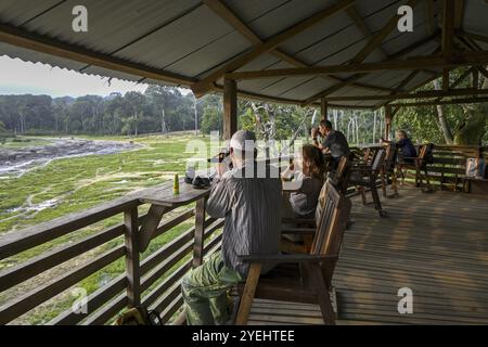 Touristen beobachten Waldelefanten (Loxodonta cyclotis) in der Waldlichtung Dzanga Bai, Dzanga-Ndoki Nationalpark, UNESCO-Weltkulturerbe Dzan Stockfoto