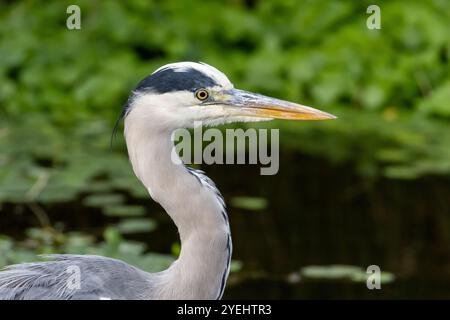 Graureiher, Ardea cinerea steht im Wasser. London, Großbritannien Stockfoto