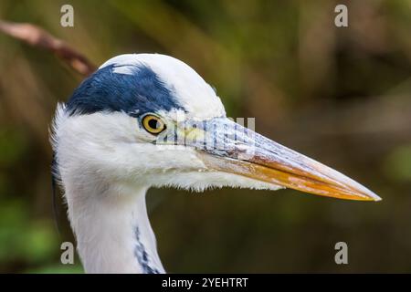 Graureiher, Ardea cinerea Gesichtsnaht. London, Großbritannien Stockfoto