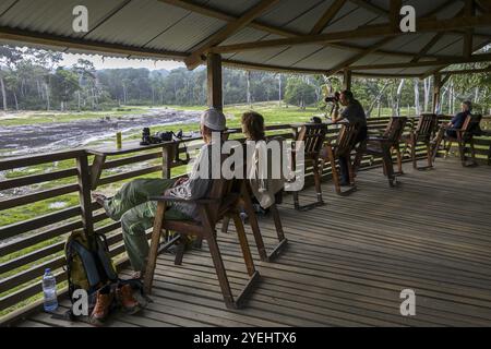 Touristen beobachten Waldelefanten (Loxodonta cyclotis) in der Waldlichtung Dzanga Bai, Dzanga-Ndoki Nationalpark, UNESCO-Weltkulturerbe Dzan Stockfoto