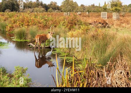 Ein Rotwild schaut einen Graureiher in Bushy Park, London, UK Stockfoto