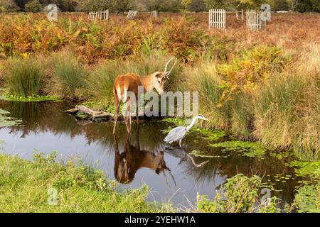 Ein Rotwild schaut einen Graureiher in Bushy Park, London, UK Stockfoto