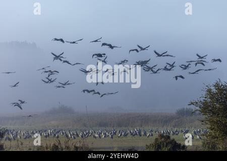 Vogelherde, die über ein Feld im Morgennebel fliegen, Krane (Grus grus) Wildtiere, Nationalpark Vorpommern Lagune, Zingst, Mecklenburg-Wester Stockfoto