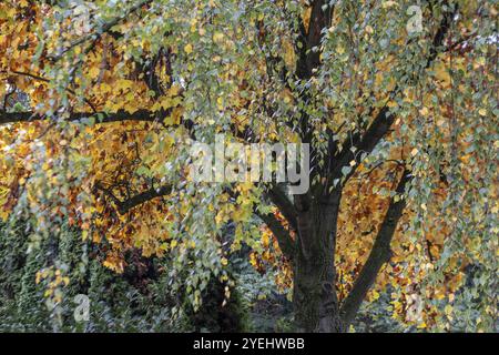 Herbstblätter von Tulpenbaum (Liriodendron tulipifera) und Birke (Betula pendula), Nordrhein-Westfalen, Deutschland, Europa Stockfoto