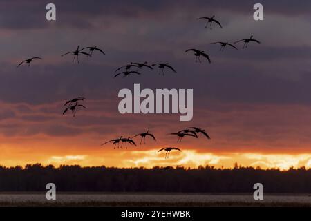 Eine Vogelschar im Flug vor einem bewölkten Sonnenuntergang, Kraniche (Grus grus) Wildtiere, Nationalpark Vorpommern Lagune, Zingst, Mecklenburg-Wester Stockfoto