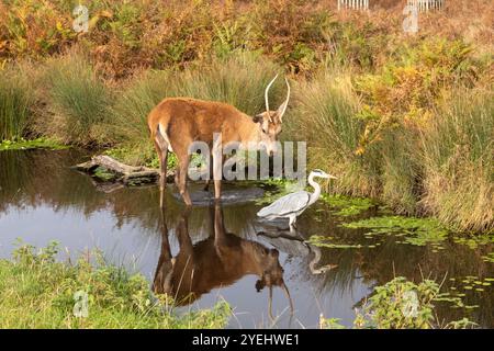 Ein Rotwild schaut einen Graureiher in Bushy Park, London, UK Stockfoto