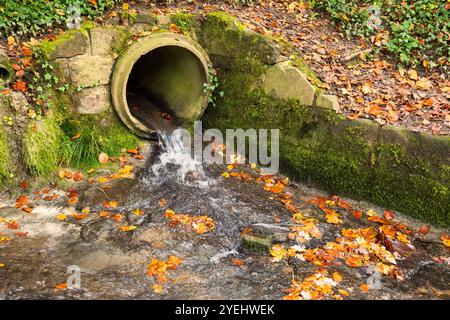 Regenwasser, das aus einem Betonabflussrohr in einem Wald fließt. Bunte Herbstszene, kleiner Wasserstrom, Bewässerungs- und Forstkonzept, keine Leute. Stockfoto