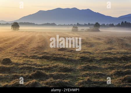 Morgenatmosphäre, Nebel, Hintergrundbeleuchtung, Berge, gemähte Wiese, Heu, Sommer, Loisach-See Kochel Moor, Blick auf Zwiesel, Bayern, Deutschland, Europa Stockfoto