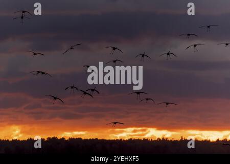 Vogelschar, die vor einem dramatischen bewölkten Himmel bei Sonnenuntergang fliegen, Kraniche (Grus grus) Wildtiere, Nationalpark Vorpommern Lagune, Zingst, Mecklen Stockfoto