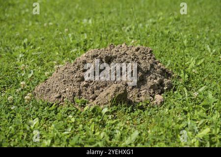 Maulwurf auf dem Rasen Stockfoto