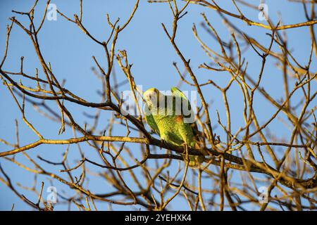 Gelbbauchige Amazonas (Alipiopsitta xanthops) Pantanal Brasilien Stockfoto