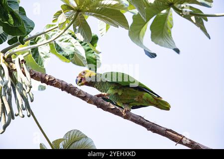 Gelbbauchige Amazonas (Alipiopsitta xanthops) Pantanal Brasilien Stockfoto