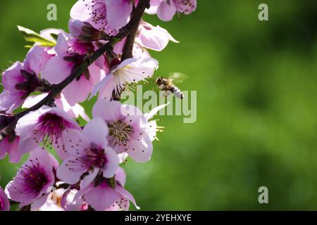 Die Biene schwebt über rosa Blüten vor einem leuchtend grünen Hintergrund, Pfirsichblüte Stockfoto