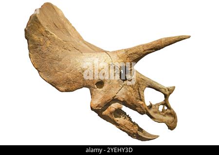 Dinosaurier-Skelett. Triceratops fossile Schädel über weißen Hintergrund isoliert Stockfoto