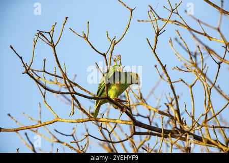 Gelbbauchige Amazonas (Alipiopsitta xanthops) Pantanal Brasilien Stockfoto