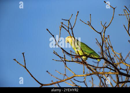 Gelbbauchige Amazonas (Alipiopsitta xanthops) Pantanal Brasilien Stockfoto