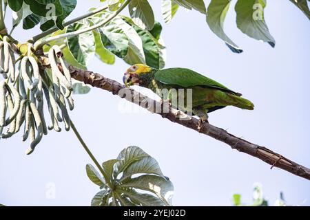 Gelbbauchige Amazonas (Alipiopsitta xanthops) Pantanal Brasilien Stockfoto