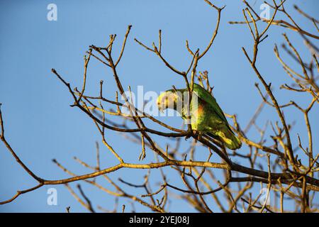 Gelbbauchige Amazonas (Alipiopsitta xanthops) Pantanal Brasilien Stockfoto