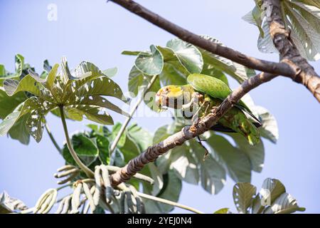 Gelbbauchige Amazonas (Alipiopsitta xanthops) Pantanal Brasilien Stockfoto