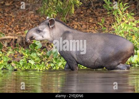 Flachland-Tapir (Tapirus terrestris), entspringt aus dem Wasser, Pantanal, Binnenland, Feuchtgebiet, UNESCO Biosphärenreservat, Weltkulturerbe, Feuchtbiotope, M Stockfoto