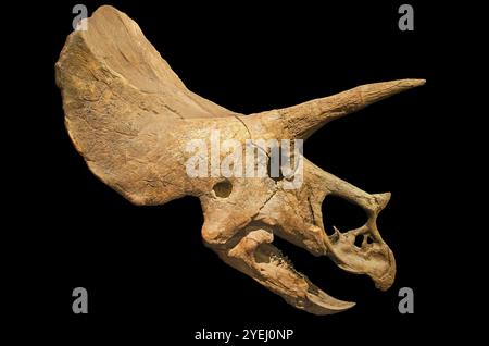 Dinosaurier Skelett. Triceratops fossile Schädel auf schwarzem Hintergrund isoliert Stockfoto