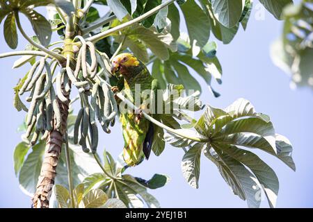 Gelbbauchige Amazonas (Alipiopsitta xanthops) Pantanal Brasilien Stockfoto