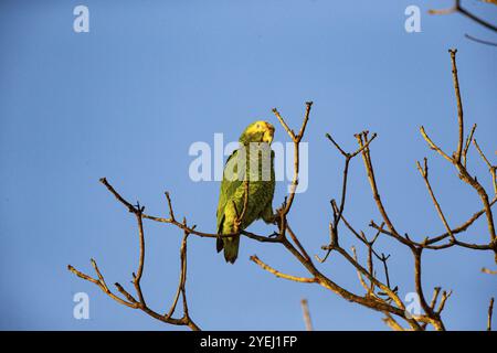 Gelbbauchige Amazonas (Alipiopsitta xanthops) Pantanal Brasilien Stockfoto