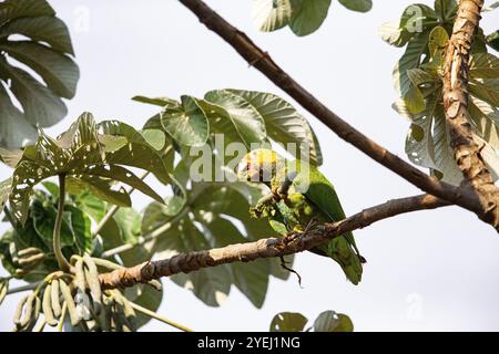 Gelbbauchige Amazonas (Alipiopsitta xanthops) Pantanal Brasilien Stockfoto