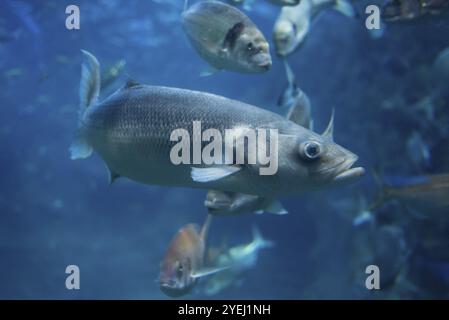 Fische schwimmen in großen Meerwasseraquarium Stockfoto