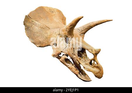 Dinosaurier-Skelett. Triceratops fossile Schädel über weißen Hintergrund isoliert Stockfoto